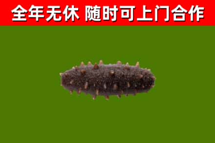 南开区回收海参干